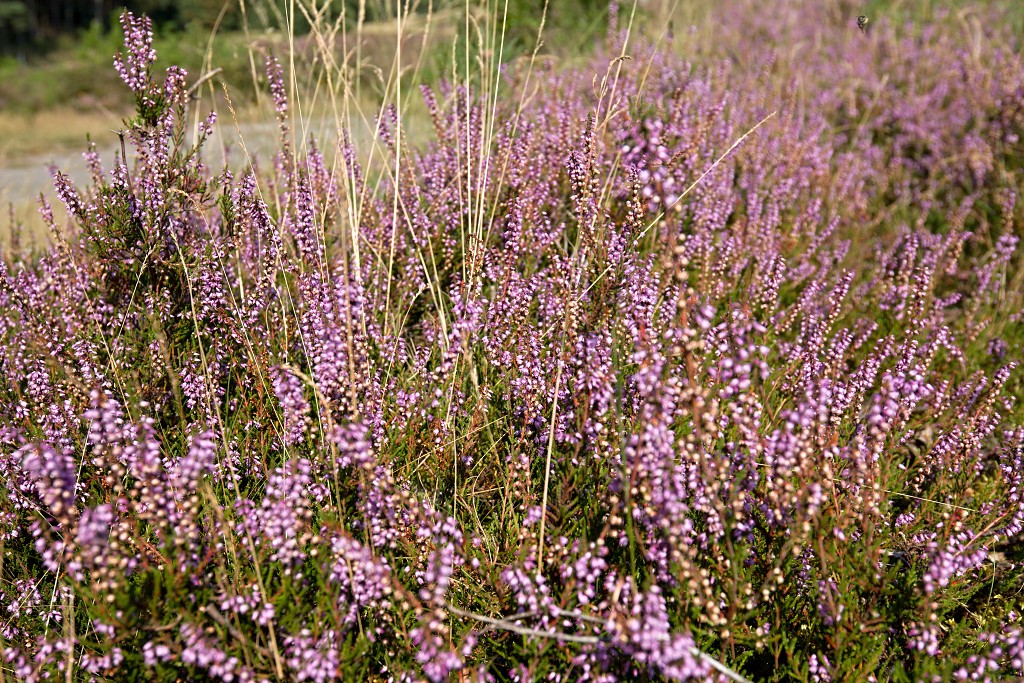 Brunssummerheide heide hei natuurgebied natuurmonumenten natuur recreatiegebied hdr limburg heidelandschap landschap sterrenwacht
